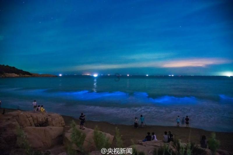 逃离棕榈树森林