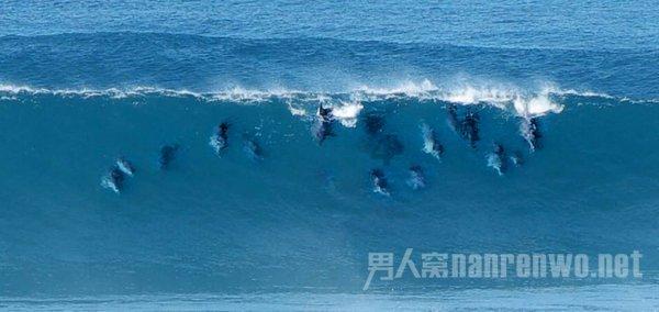 探索贝乐虎自然知识探索:向日葵为什么跟着太阳转?难道它喜欢太阳?,发现你的知识星球